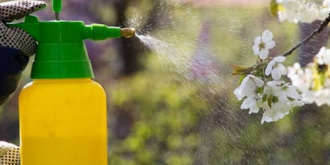 Zpracování ovocných stromů ? - přehled nejlepších způsobů. Proces přípravy a zpracování, načasování a pesticidy